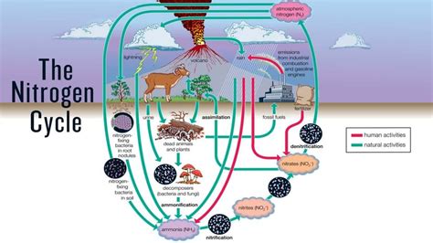 What Are The Steps Of The Nitrogen Cycle Howstuffworks