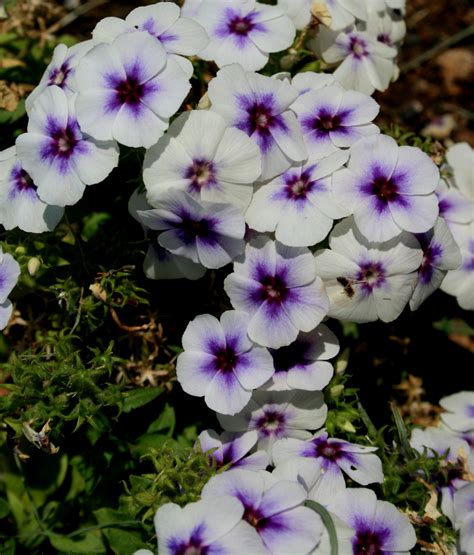 White And Purple Phlox Flowers Free Stock Photo Public Domain Pictures