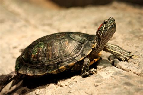 Red Eared Slider Turtle Free Stock Photo Public Domain Pictures