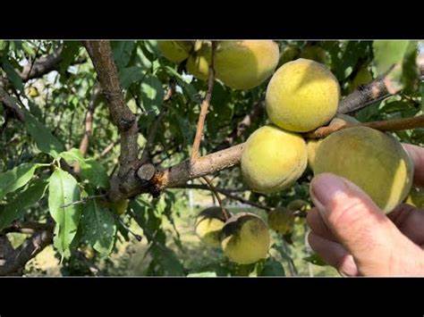 Зимние персики  Картинка - Зимние персики