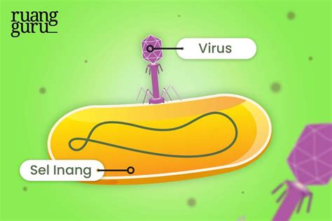 Apa Itu Replikasi Virus Dan Bagaimana Prosesnya Biologi Kelas 10