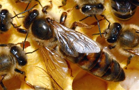 Types Of Bees Honey Bees Queen Bee