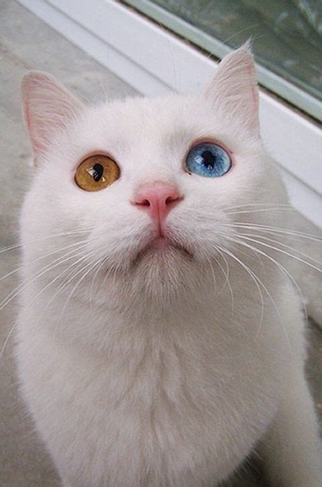 85 Best Heterochromia Cats Images On Pinterest