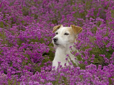 47 Free Spring Wallpaper With Dogs On Wallpapersafari
