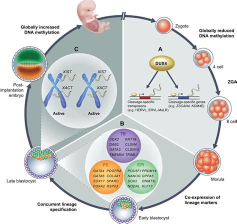 Mechanisms Of Gene Regulation In Human Embryos And Pluripotent Stem