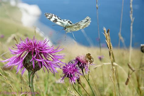 Marbled White Butterfly Flying Over Flower Photo Wp20248