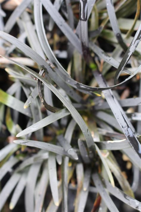 We did not find results for: Ophiopogon planiscapus Black mondo grass - River Road Nursery