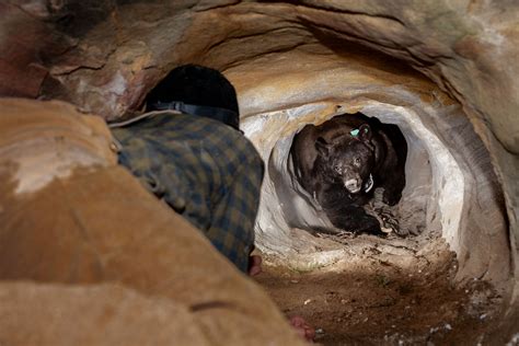 Grizzly Bear Sleeping In A Cave