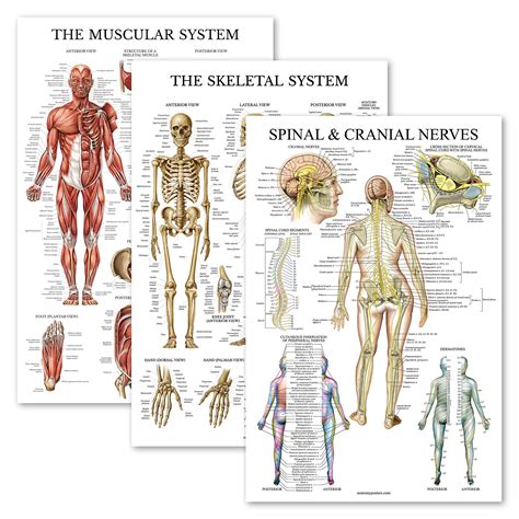 Buy Palace Learning 3 Pack Muscle Skeleton Spinal Nerves Anatomy