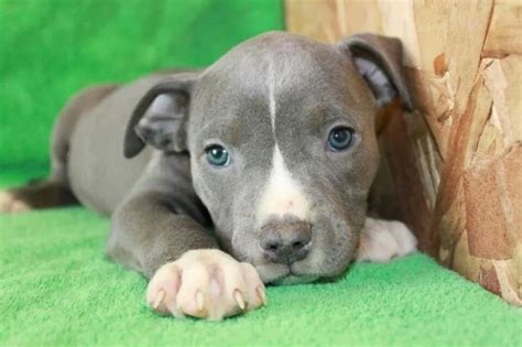 Seriously 38 Facts About 2 Month Old Pitbull Puppy Every Dog Grows A