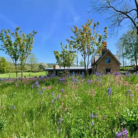 Lanes Cottage Jo Alderson Phillips Wild Flower Meadow Landscape