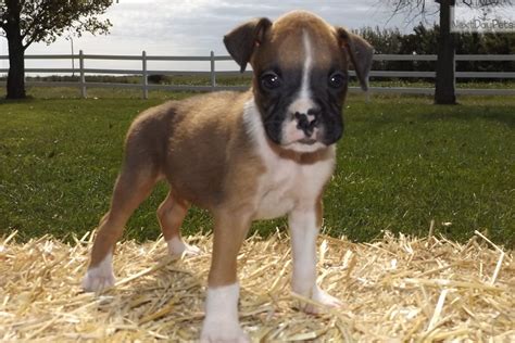 The experience i had with puppy spot was amazing. Boxer puppy for sale near Kansas City, Missouri. | 577d381d-34a1