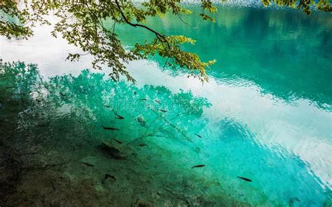Fish Swimming In The Lake With Turquoise Water Amid Cascades Of