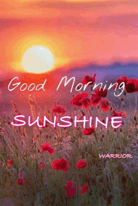 Good Morning Sunshine Good Morning Sunshine Good Morning Sunshine Quotes Good Morning Love