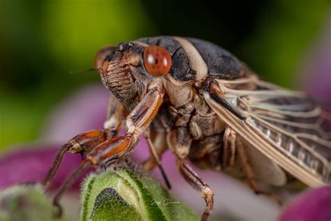 Cicada Photo By Jay Cline Mother Nature Nature Cicada