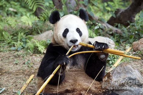 Giant Panda Eating Bamboo Photograph By Pan Xunbin Fine Art America