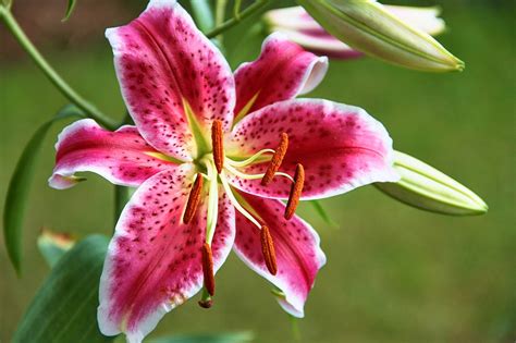 Bunga Bakung Liliaceae Merah Foto Gratis Di Pixabay Pixabay