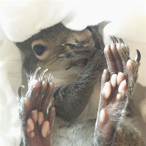 Pet Squirrel Instagram Popsugar Pets Photo 9
