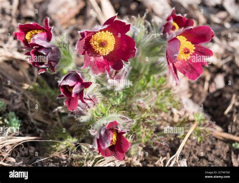 Bunch Of Close Up Pulsatilla Pratensis Purple Violet Flowers Pasque