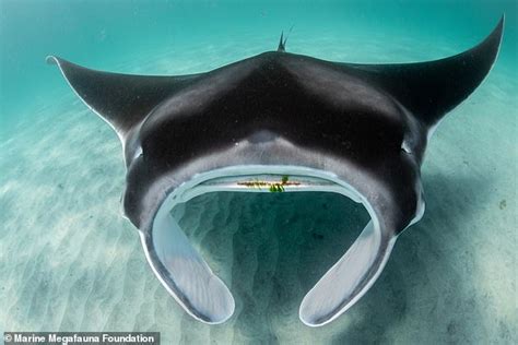 59 Giant Oceanic Manta Rays Found In Florida Face Fight