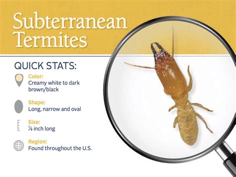 Termites On Bed Termites Info