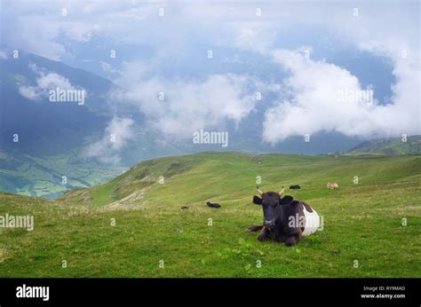 Mountain Landscape With A Cow In A Pasture Clouds Over The Meadow