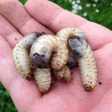 gusano blanco anoxia villosa también llamado el gusano del césped es la larva de un escarabajo