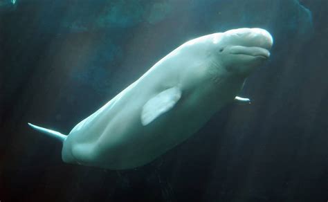 Beluga Whale Dies At Seaworld Fox 5 San Diego