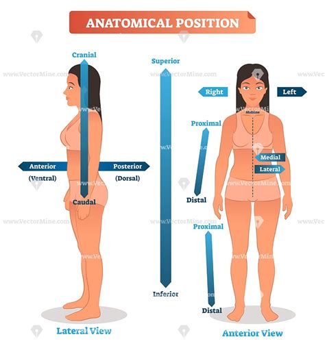 Anatomical Positions Vector Illustration Diagram Basic Anatomy And