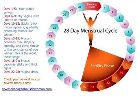 know your menstrual cycle at a glance menstrual cycle fertility menstrual cycle fertility chart