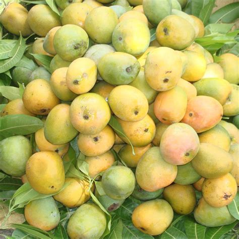 Mango Kothapalli Kobbarigrafted Fruit Plants And Tree Exotic Flora