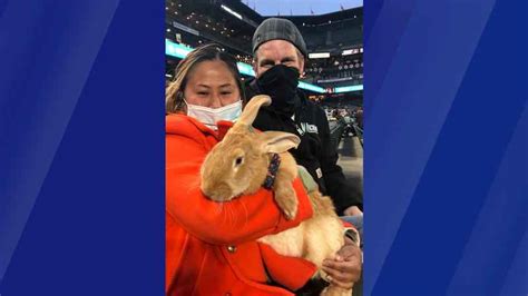Therapy Bunny At Sf Ballpark Brings Smiles Is Instant Hit 5