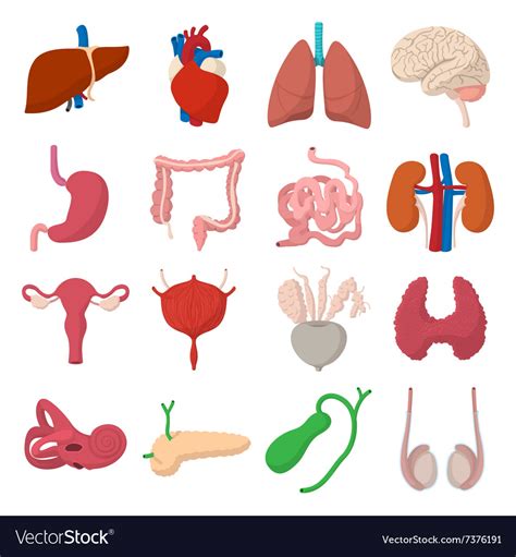 Internal Organs Cartoon Icons Royalty Free Vector Image