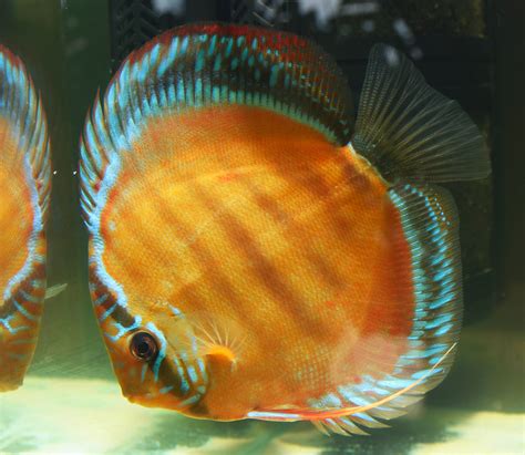 Why Discus Fish Are Expensive