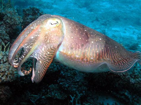 Molluscs On The Great Barrier Reef Reef Biosearch