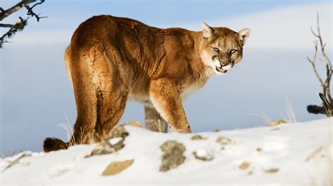 Mountain Lions In Colorado Map Map