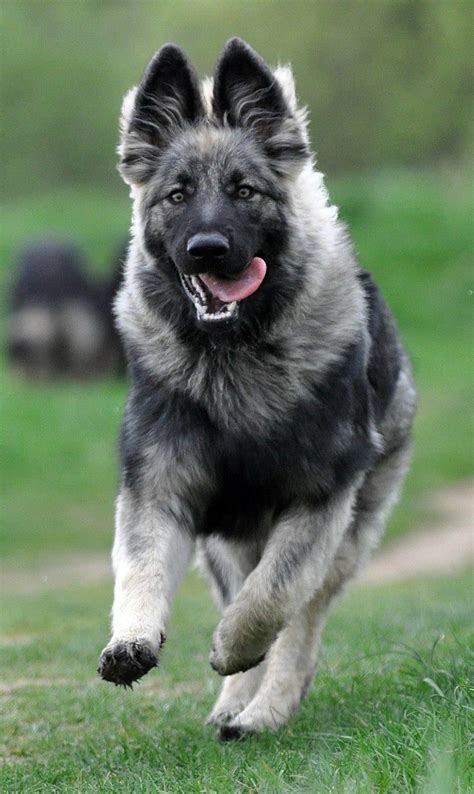 Silver Silver Sable Black Colors German Shepherd Puppies Cute Silver