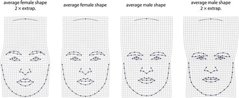 Sexual Dimorphism Is Visualized By Deformation Grids Between Average Download Scientific