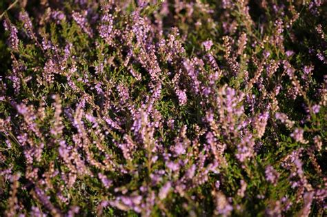Natural Heather Flower Starts Blooming Stock Image Colourbox