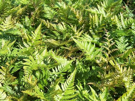 Dryopteris Erythrosora Brilliance Shipped From Grower To Your Door