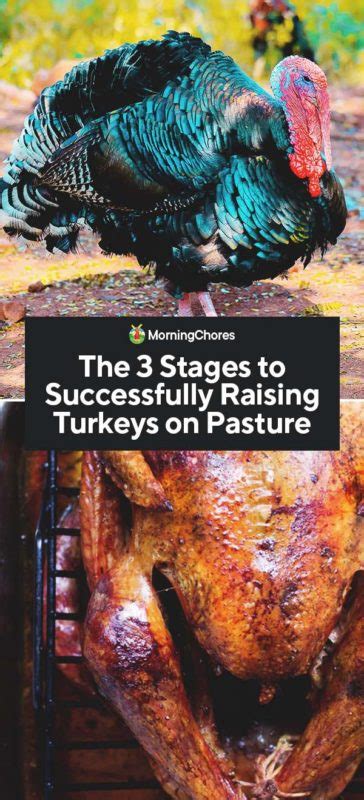 the 3 stages to successfully raising turkeys on pasture
