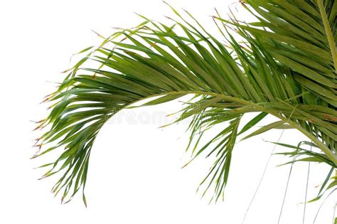 Palm Tree Branch Stock Photo Image Of Tree Coconut 32276612