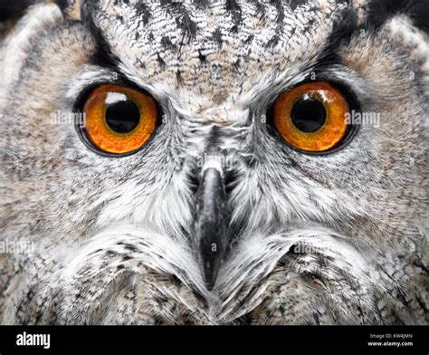 Owls Portrait Owl Eyes Stock Photo Alamy