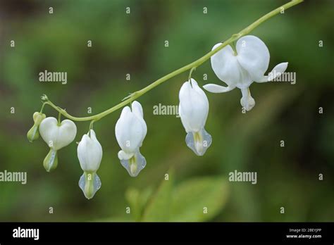 Alba White Bleeding Heart Hi Res Stock Photography And Images Alamy