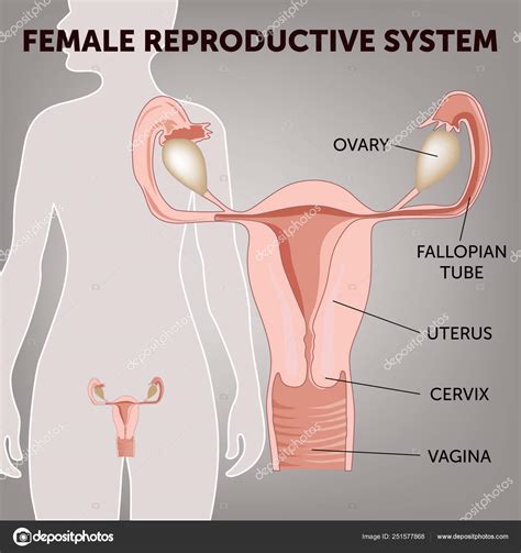 Sistema Reproductor Femenino Esquema De Tero Y Ovarios Fase Del