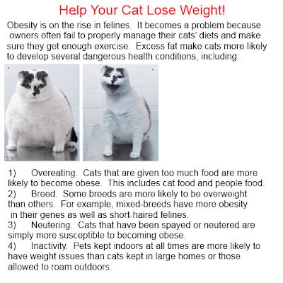 This formula has a weight loss or weight control label, and it's developed for overweight cats specifically. Chose1ofBest: Weight cat - help your cat lose weight