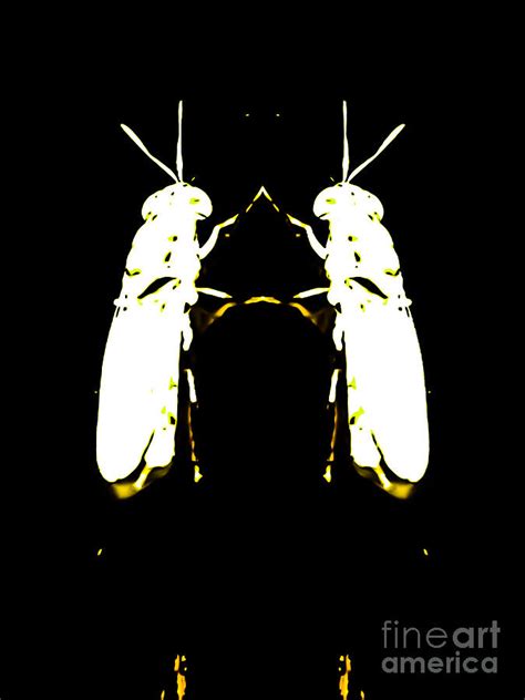 Glowing Bugs Photograph By Heather Joyce Morrill Fine Art America