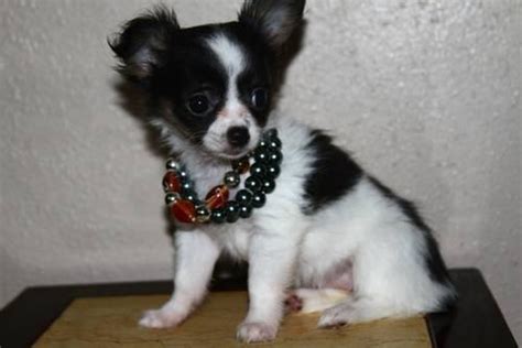 The chihuahua is one of the smallest breeds of dog, and is named after the mexican state of chihuahua. PUREBRED TEACUP CHIHUAHUA PUPPY XXXS 1 LEFT for Sale in ...