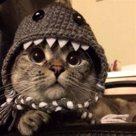 Cat In Shark Costume Pictures Photos And Images For Facebook Tumblr