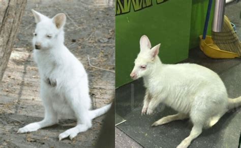 Canguro Albino Muy Raro Es Visto En Tienda De Monterrey